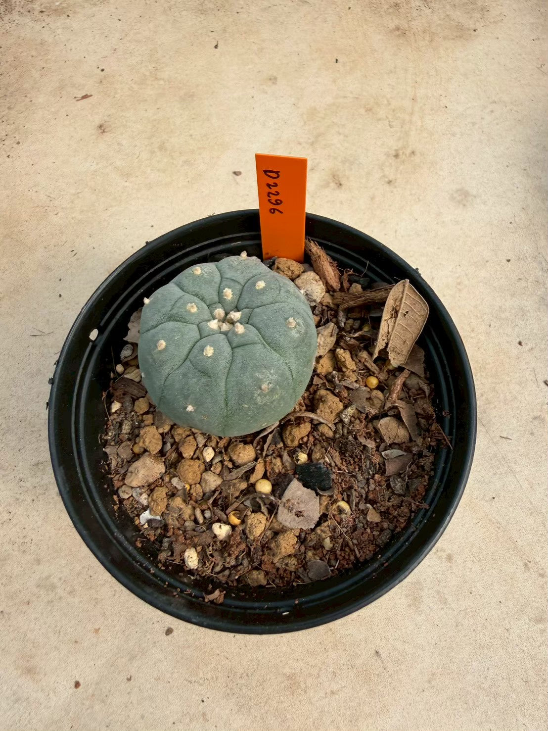 Lophophora williamsii – Peyote Cactus (Seed Grown, 3-3.5 cm, Own Root) 12 years old