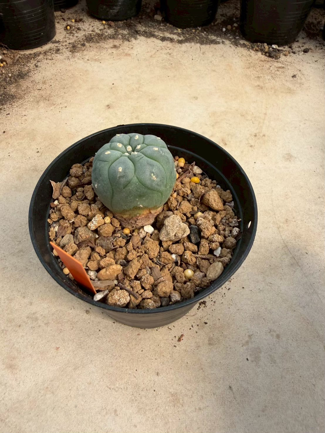 Lophophora williamsii – Peyote Cactus (Seed Grown, 3-3.5 cm, Own Root) 12 years old