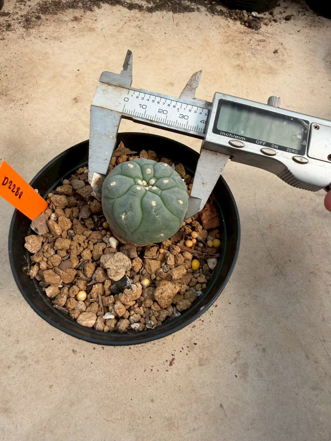 Lophophora williamsii – Peyote Cactus (Seed Grown, 3-3.5 cm, Own Root) 12 years old