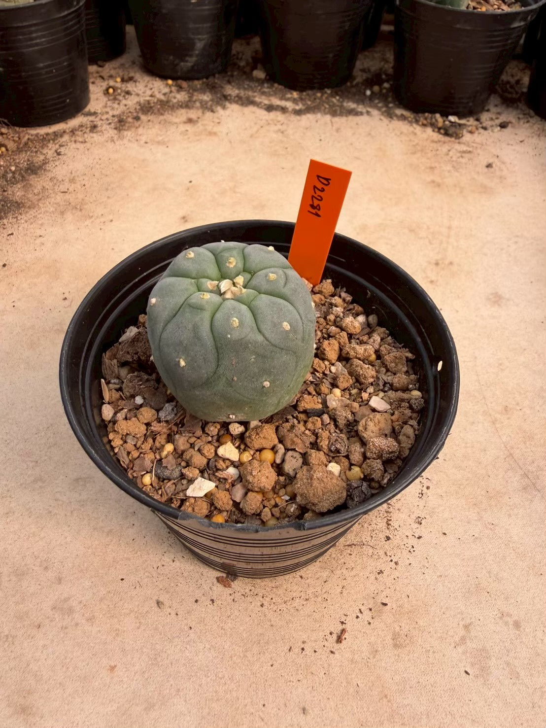 Lophophora williamsii – Peyote Cactus (Seed Grown, 3-3.5 cm, Own Root) 12 years old
