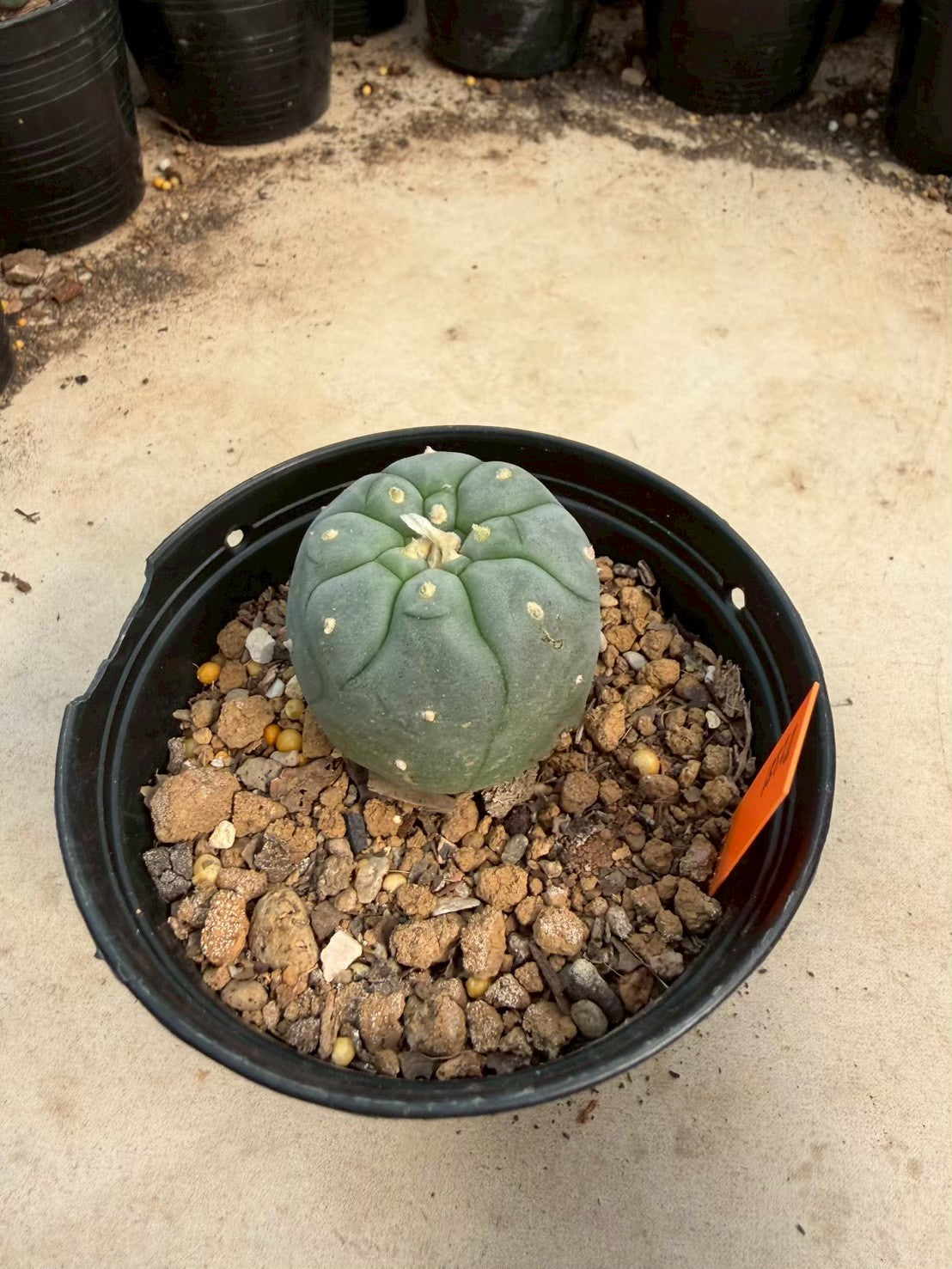 Lophophora williamsii – Peyote Cactus (Seed Grown, 3-3.5 cm, Own Root) 12 years old