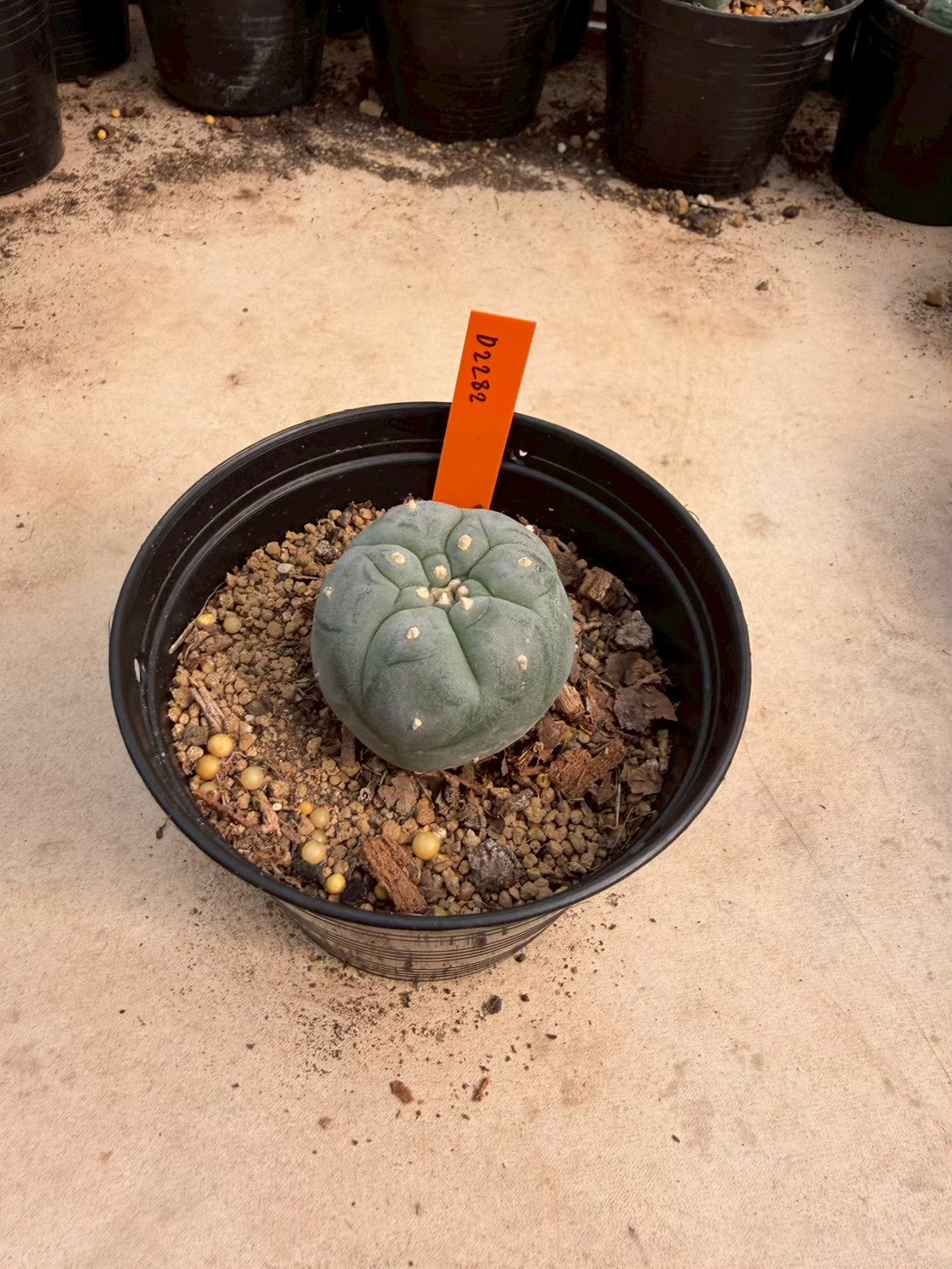 Lophophora williamsii – Peyote Cactus (Seed Grown, 3-3.5 cm, Own Root) 12 years old