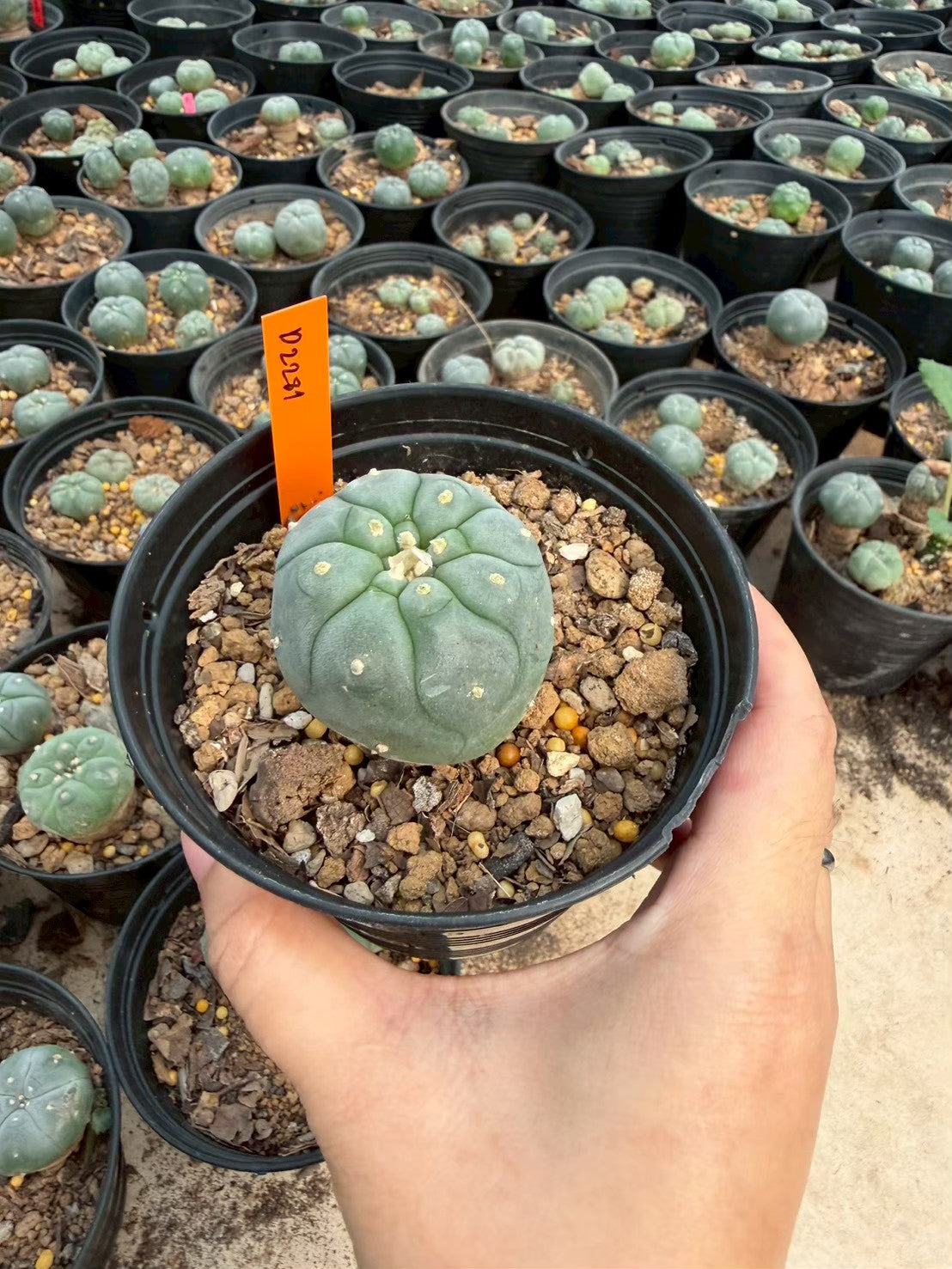 Lophophora williamsii – Peyote Cactus (Seed Grown, 3-3.5 cm, Own Root) 12 years old