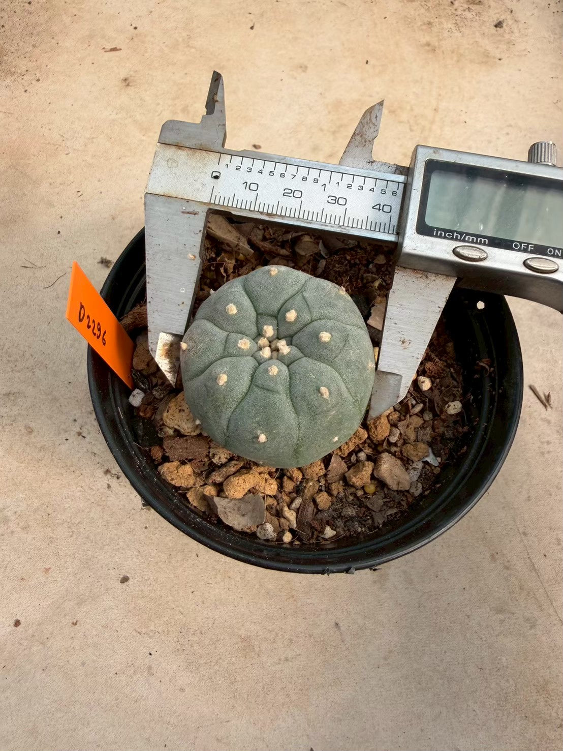 Lophophora williamsii – Peyote Cactus (Seed Grown, 3-3.5 cm, Own Root) 12 years old