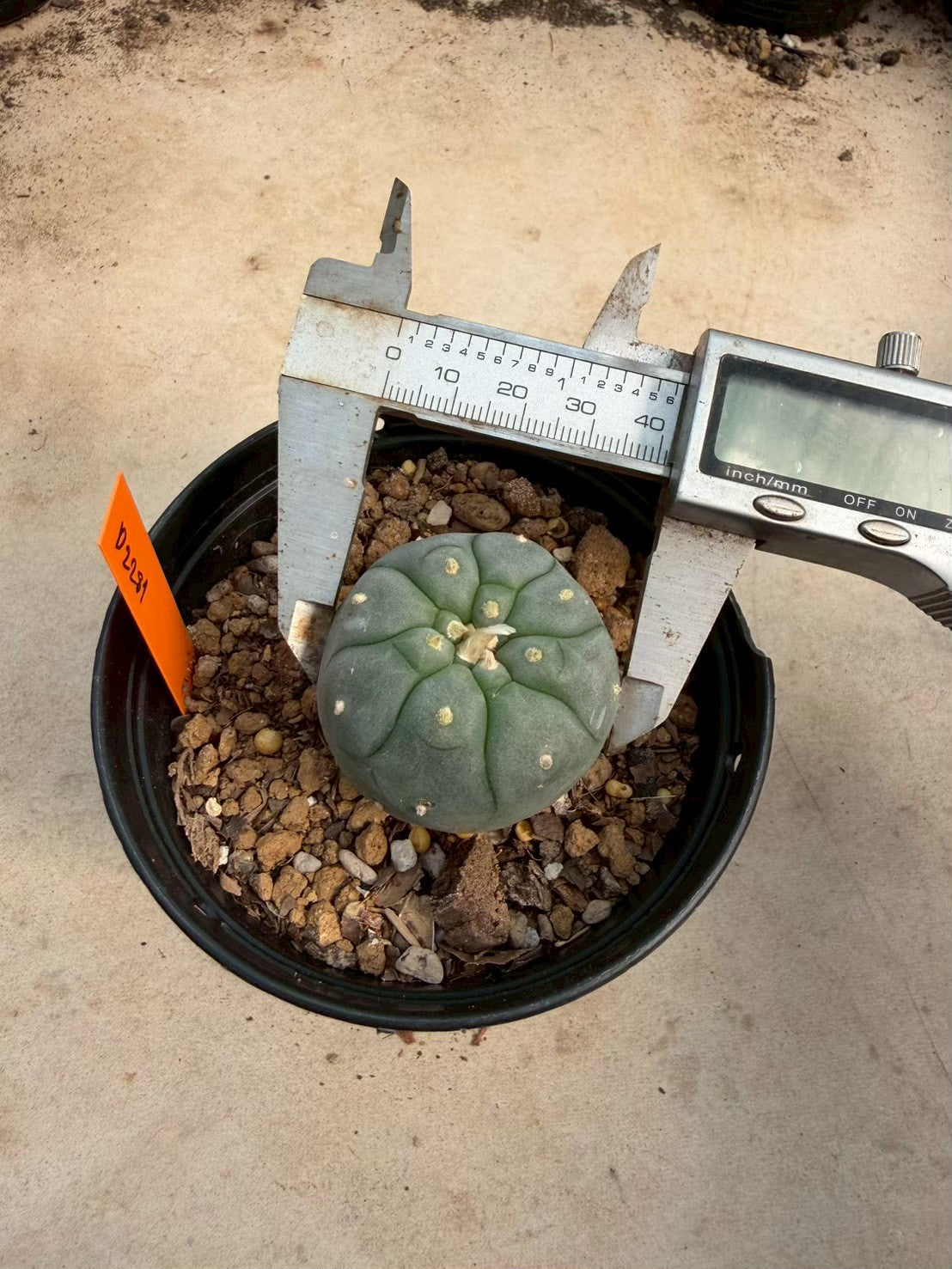 Lophophora williamsii – Peyote Cactus (Seed Grown, 3-3.5 cm, Own Root) 12 years old