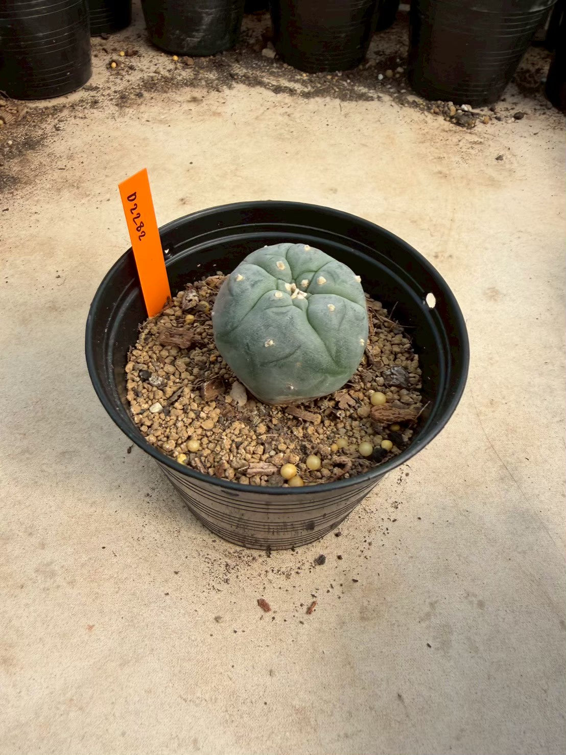 Lophophora williamsii – Peyote Cactus (Seed Grown, 3-3.5 cm, Own Root) 12 years old