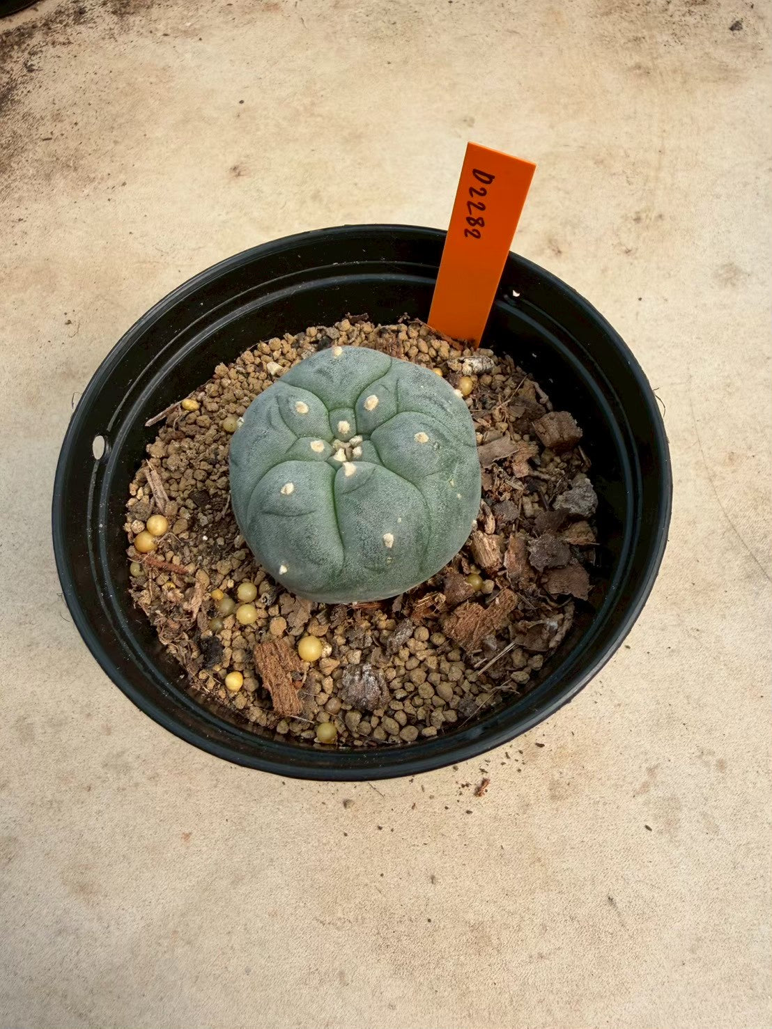 Lophophora williamsii – Peyote Cactus (Seed Grown, 3-3.5 cm, Own Root) 12 years old