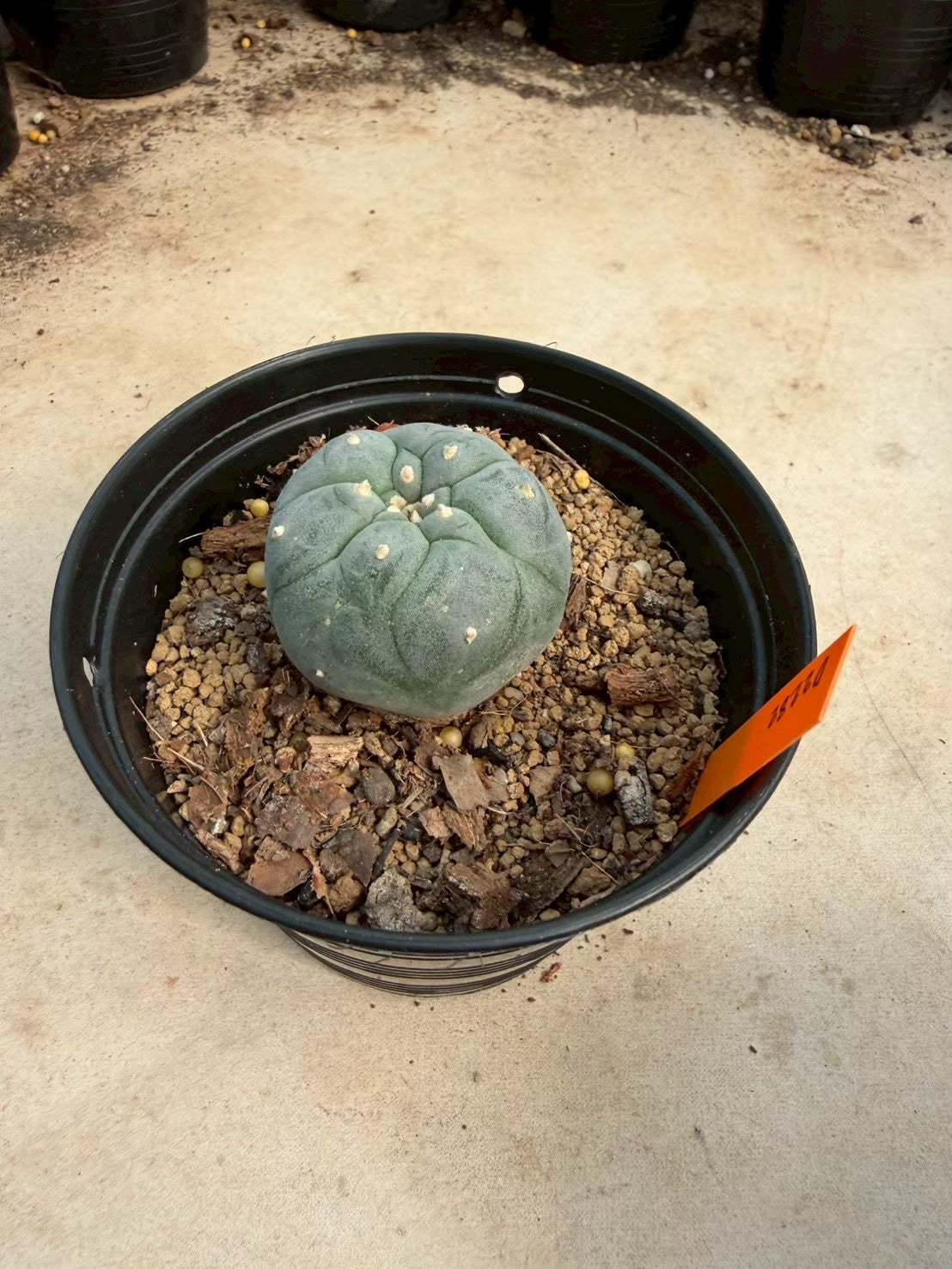 Lophophora williamsii – Peyote Cactus (Seed Grown, 3-3.5 cm, Own Root) 12 years old