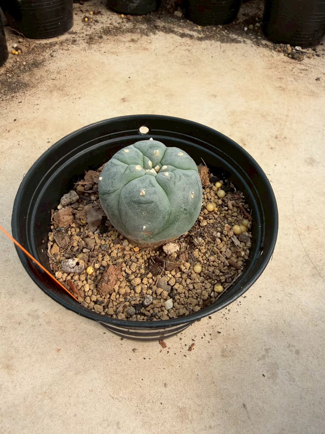 Lophophora williamsii – Peyote Cactus (Seed Grown, 3-3.5 cm, Own Root) 12 years old