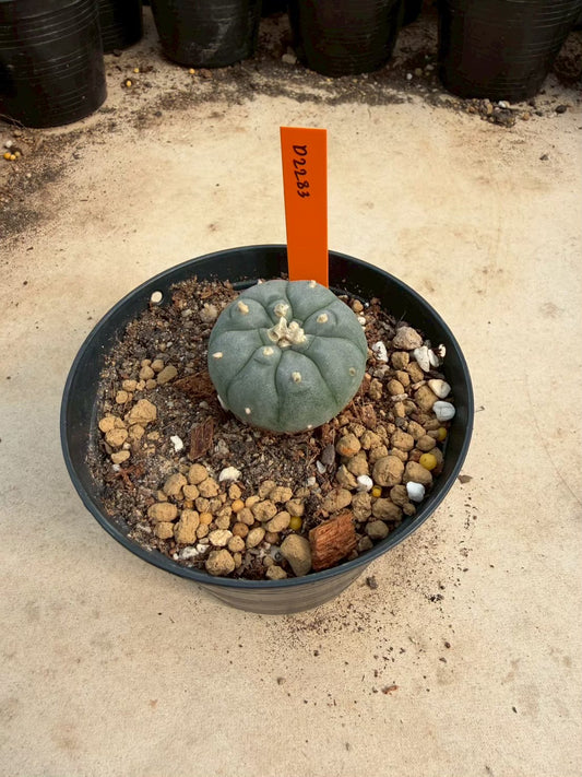 Lophophora williamsii – Peyote Cactus (Seed Grown, 3-3.5 cm, Own Root) 12 years old