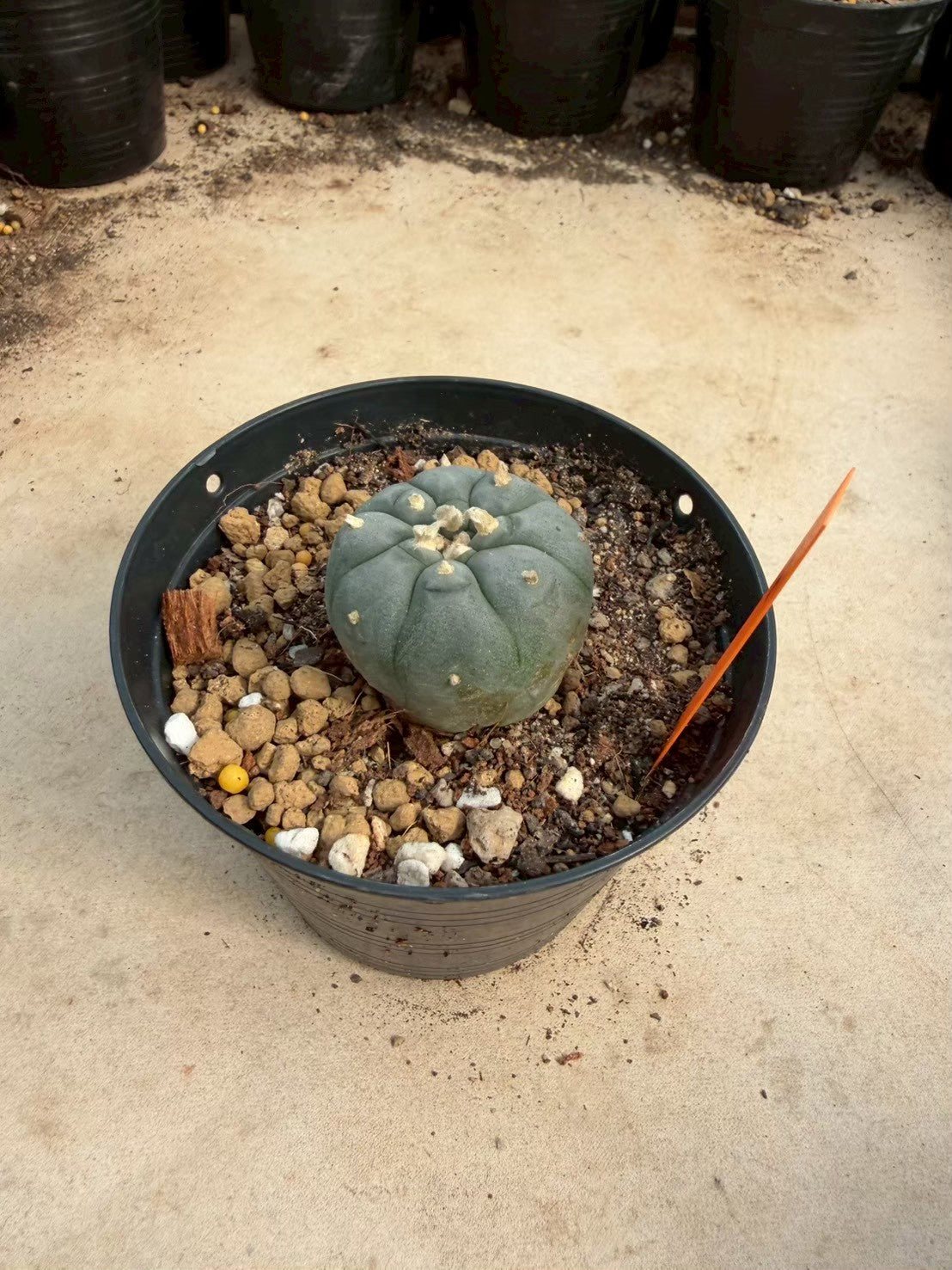 Lophophora williamsii – Peyote Cactus (Seed Grown, 3-3.5 cm, Own Root) 12 years old