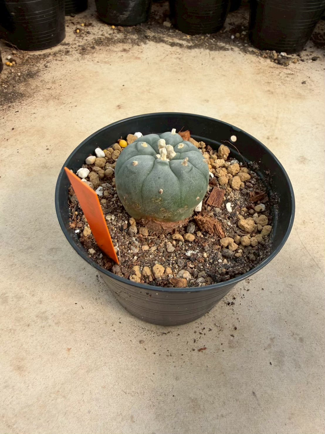 Lophophora williamsii – Peyote Cactus (Seed Grown, 3-3.5 cm, Own Root) 12 years old