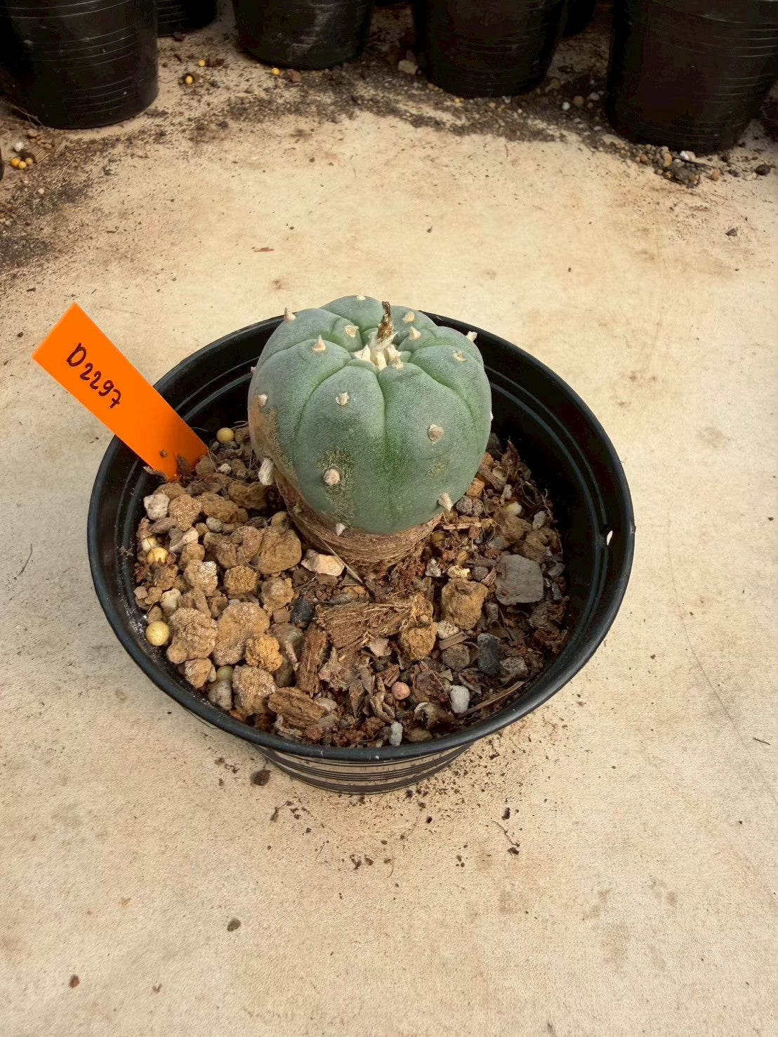 Lophophora williamsii – Peyote Cactus (Seed Grown, 3-3.5 cm, Own Root) 12 years old