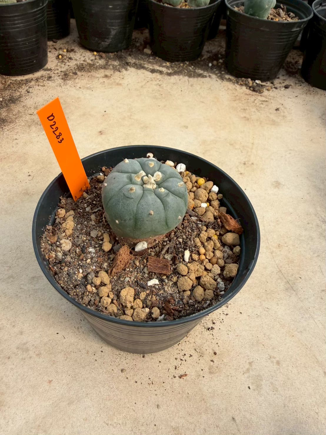 Lophophora williamsii – Peyote Cactus (Seed Grown, 3-3.5 cm, Own Root) 12 years old
