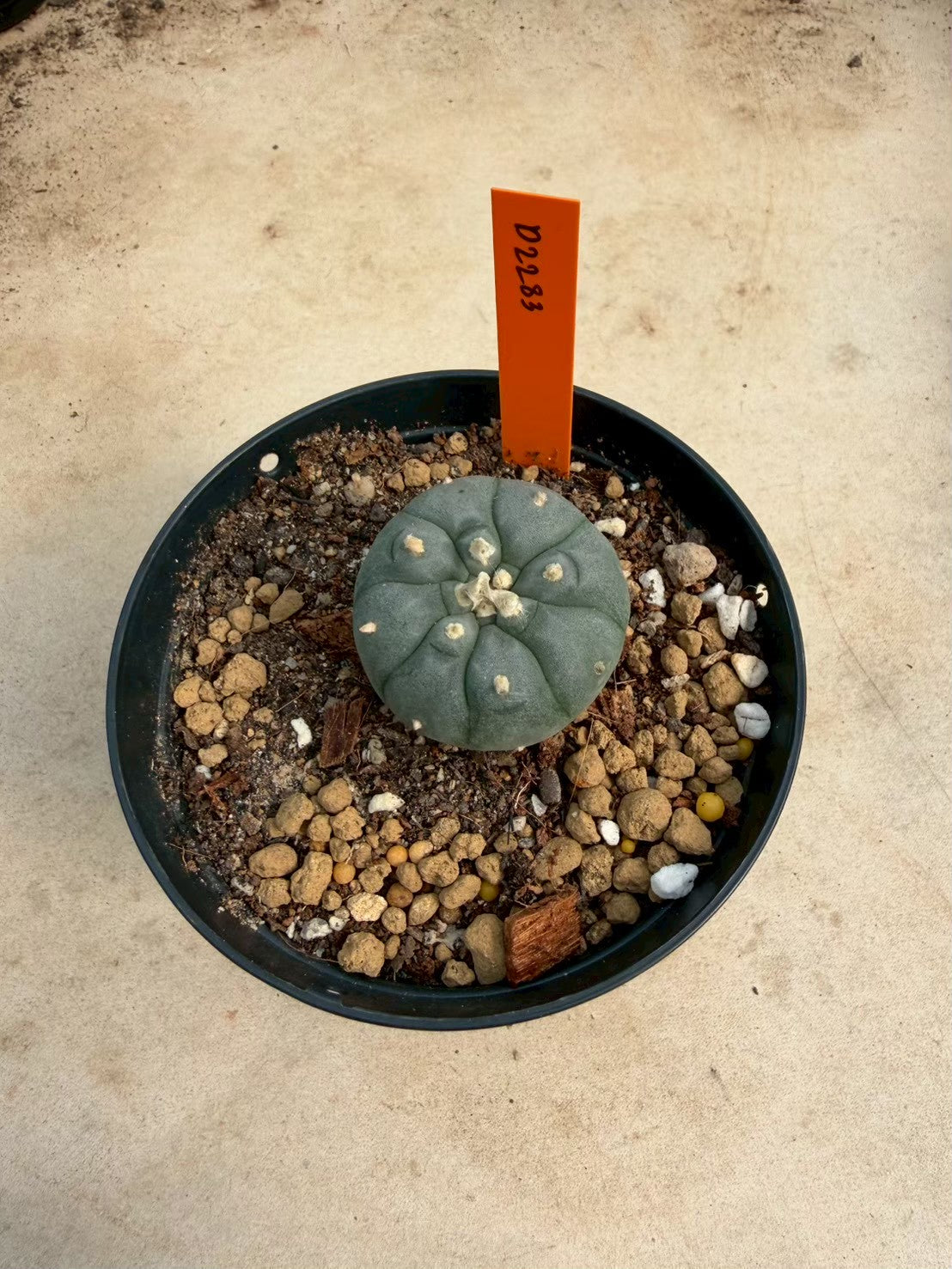 Lophophora williamsii – Peyote Cactus (Seed Grown, 3-3.5 cm, Own Root) 12 years old