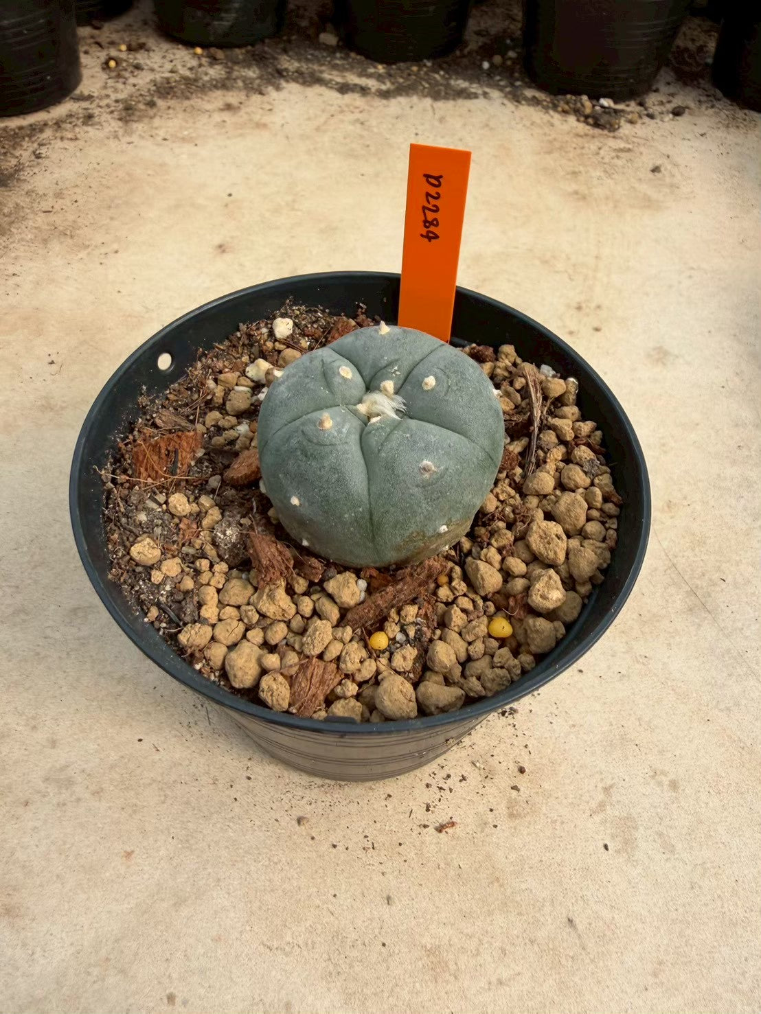 Lophophora williamsii – Peyote Cactus (Seed Grown, 3-3.5 cm, Own Root) 12 years old