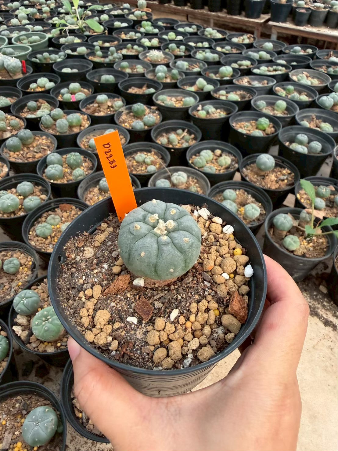 Lophophora williamsii – Peyote Cactus (Seed Grown, 3-3.5 cm, Own Root) 12 years old