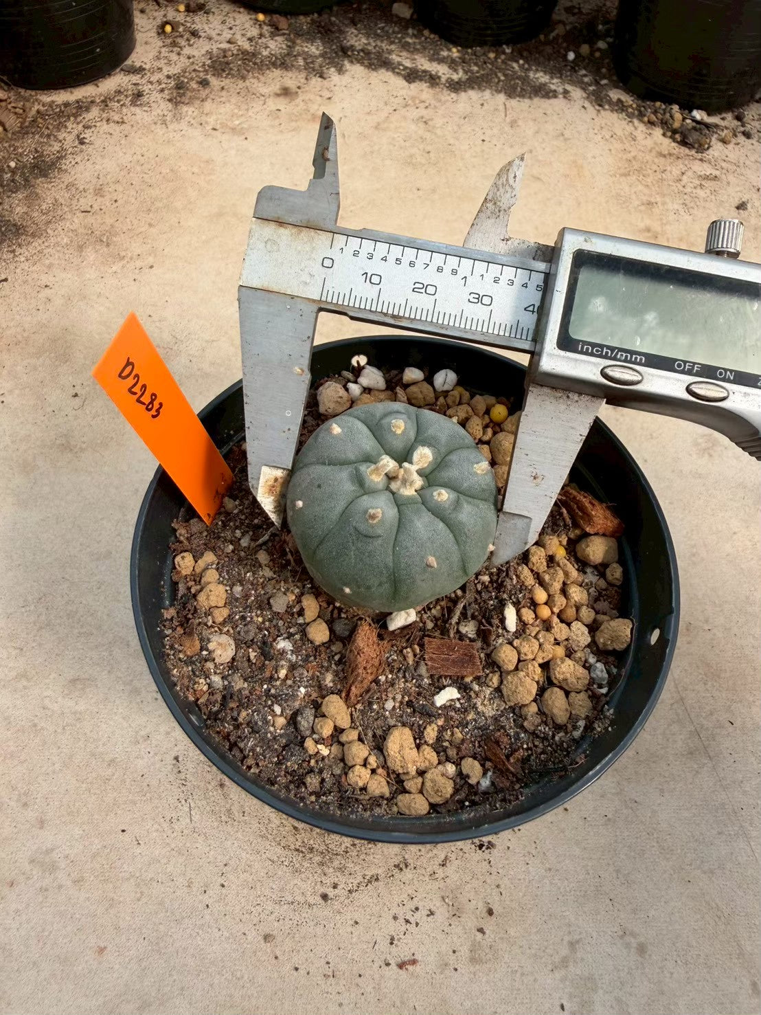 Lophophora williamsii – Peyote Cactus (Seed Grown, 3-3.5 cm, Own Root) 12 years old