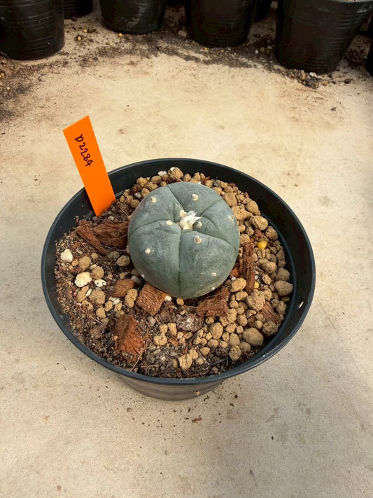Lophophora williamsii – Peyote Cactus (Seed Grown, 3-3.5 cm, Own Root) 12 years old