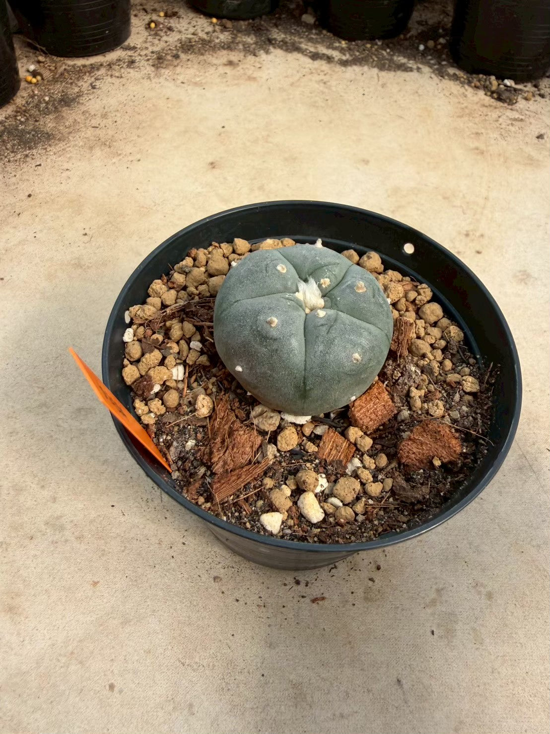 Lophophora williamsii – Peyote Cactus (Seed Grown, 3-3.5 cm, Own Root) 12 years old