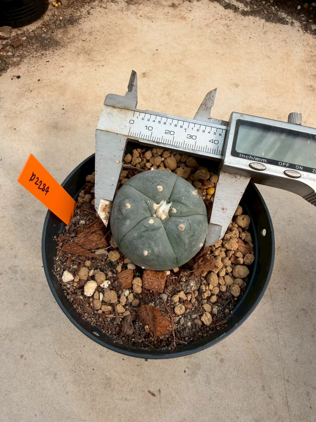 Lophophora williamsii – Peyote Cactus (Seed Grown, 3-3.5 cm, Own Root) 12 years old