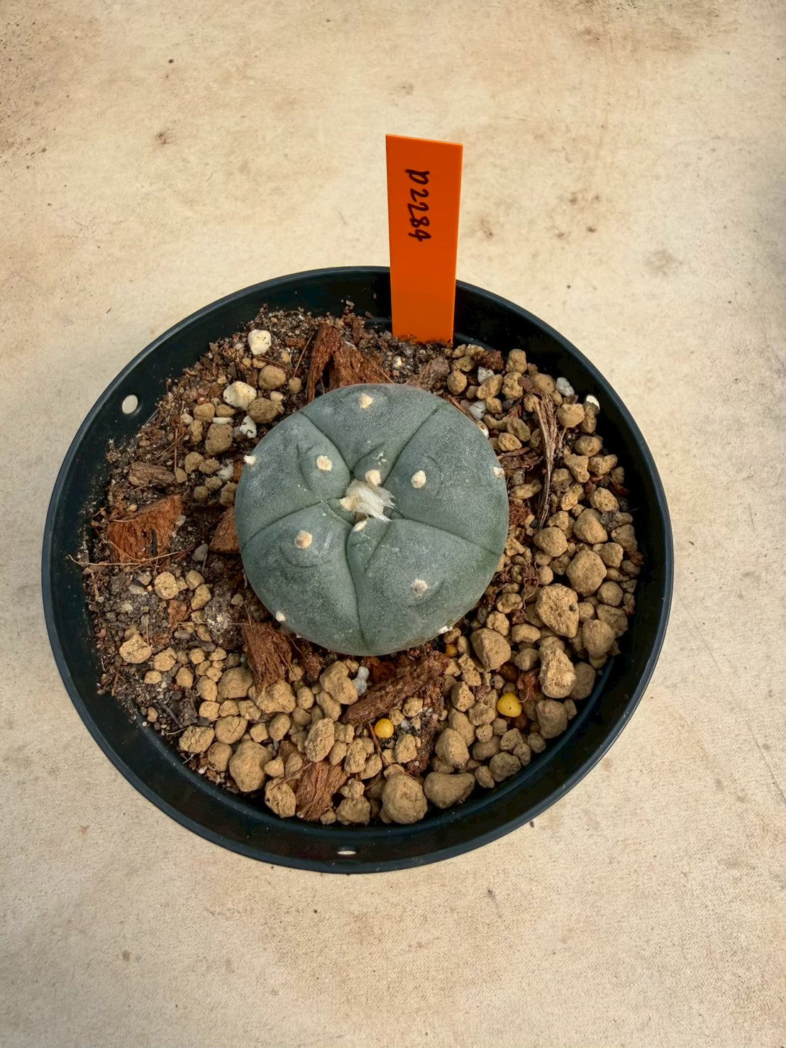Lophophora williamsii – Peyote Cactus (Seed Grown, 3-3.5 cm, Own Root) 12 years old