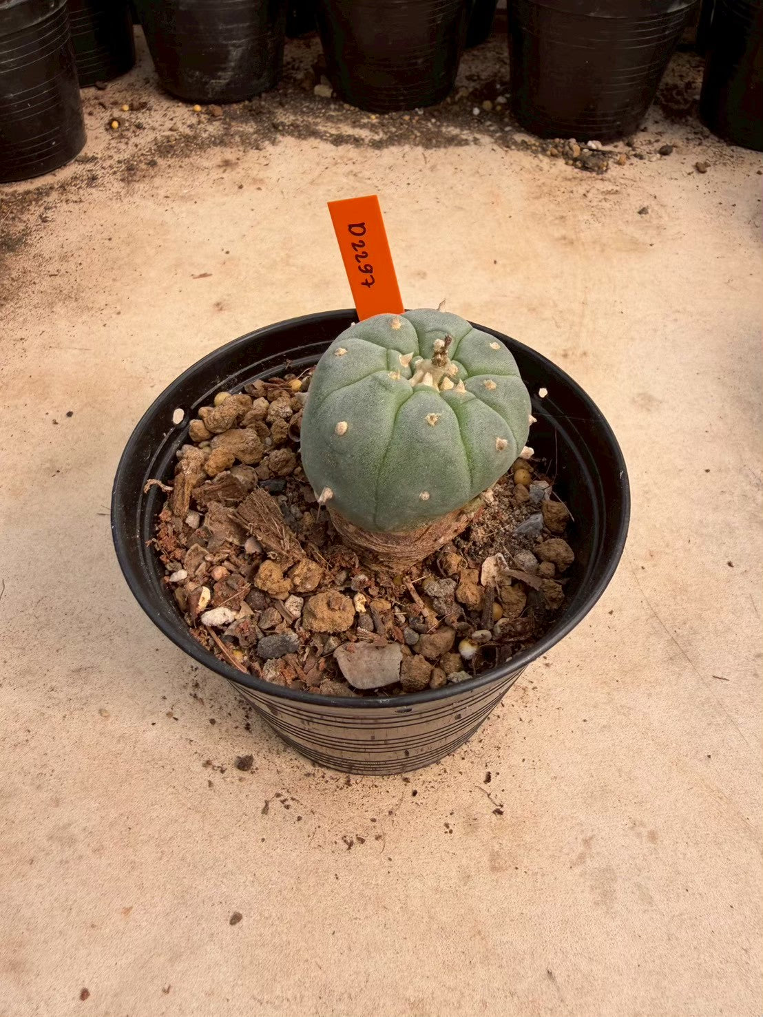 Lophophora williamsii – Peyote Cactus (Seed Grown, 3-3.5 cm, Own Root) 12 years old