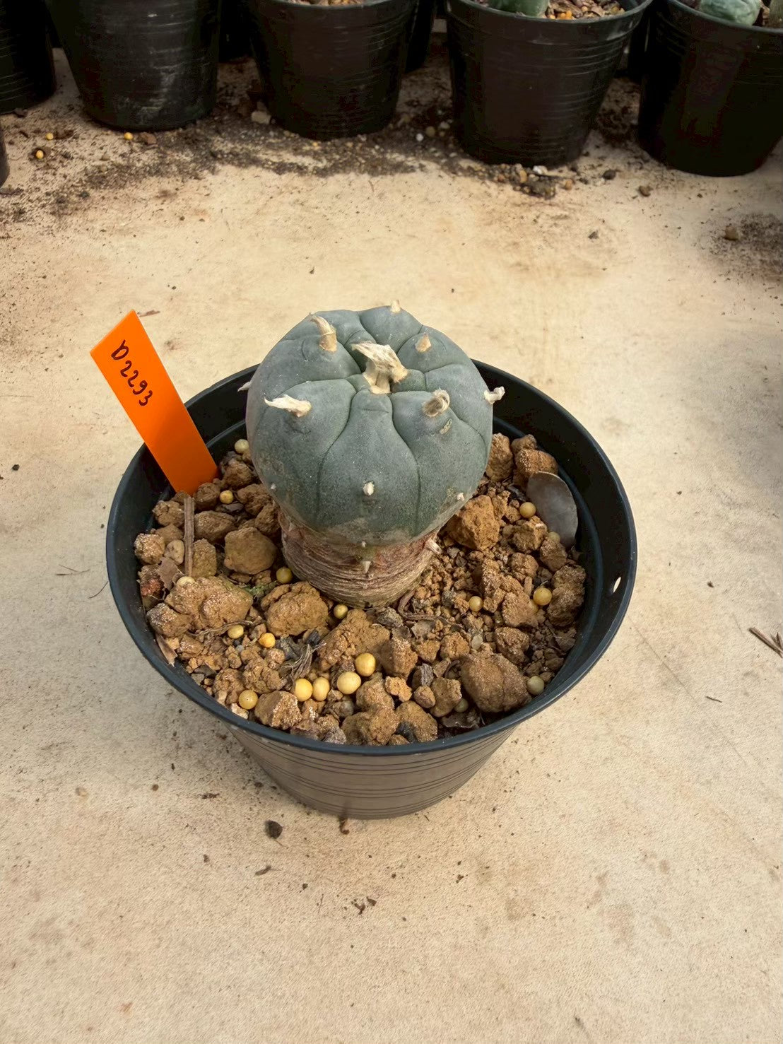 Lophophora williamsii – Peyote Cactus (Seed Grown, 3-3.5 cm, Own Root) 12 years old