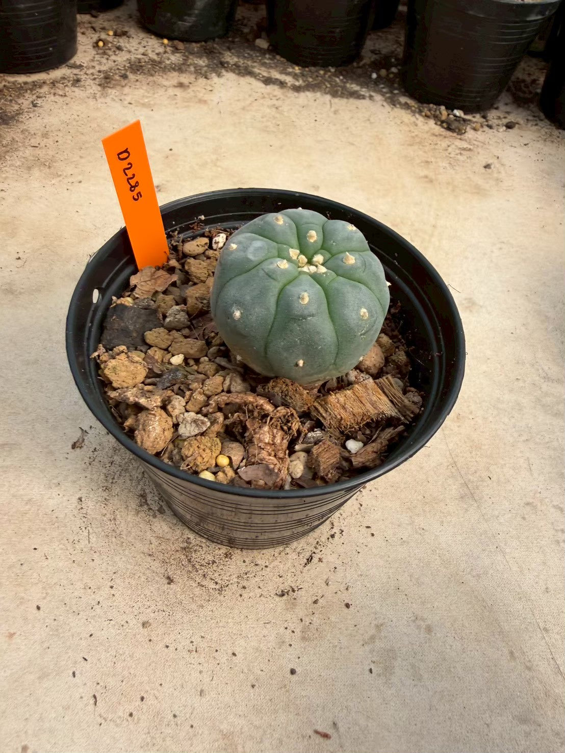 Lophophora williamsii – Peyote Cactus (Seed Grown, 3-3.5 cm, Own Root) 12 years old