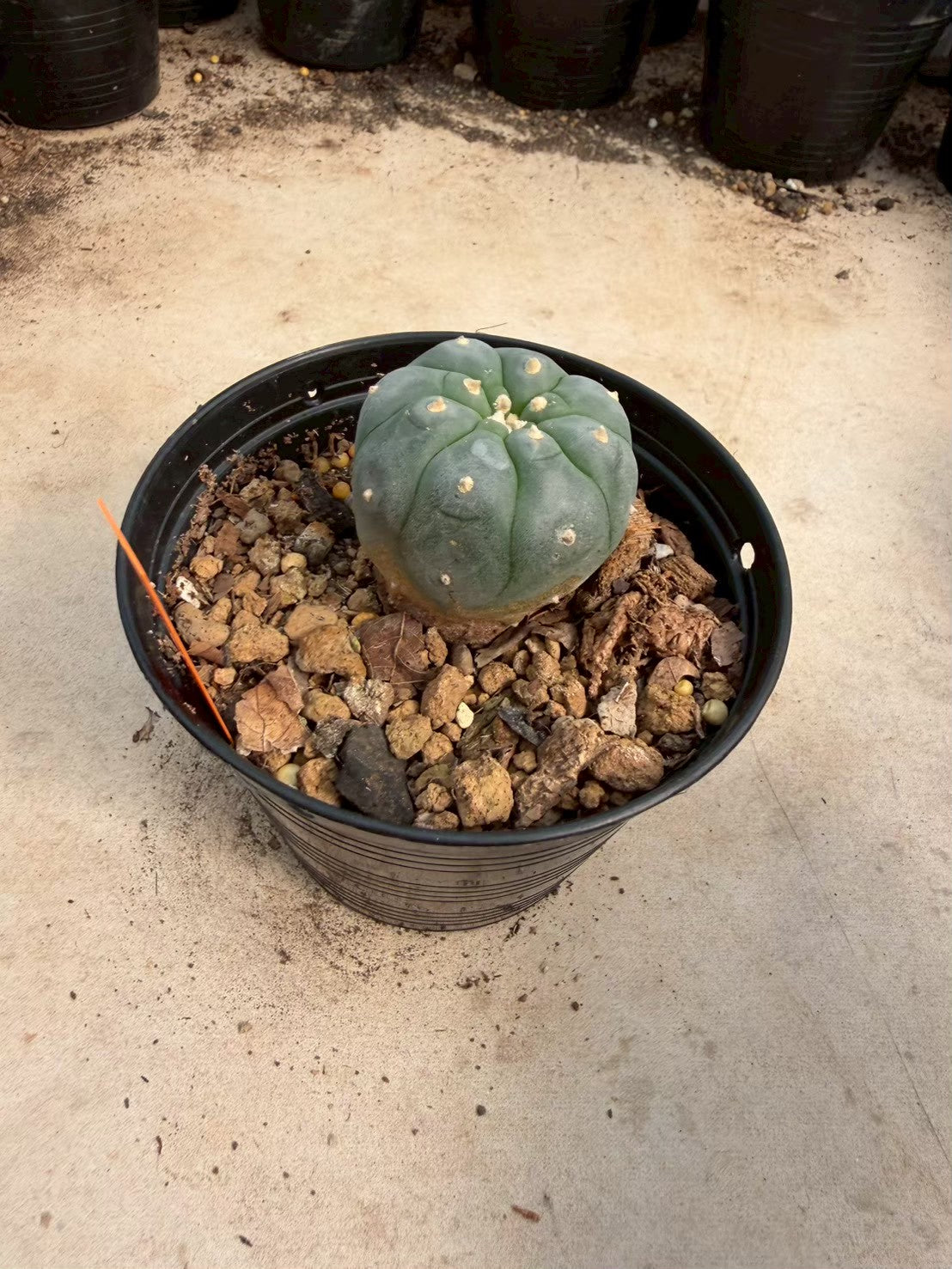 Lophophora williamsii – Peyote Cactus (Seed Grown, 3-3.5 cm, Own Root) 12 years old