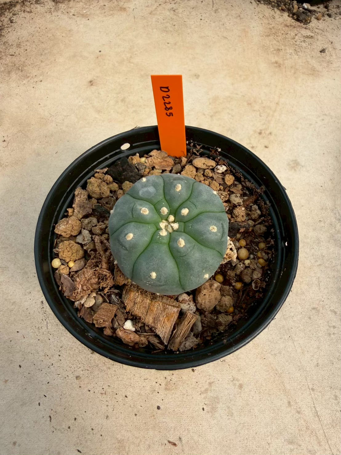 Lophophora williamsii – Peyote Cactus (Seed Grown, 3-3.5 cm, Own Root) 12 years old