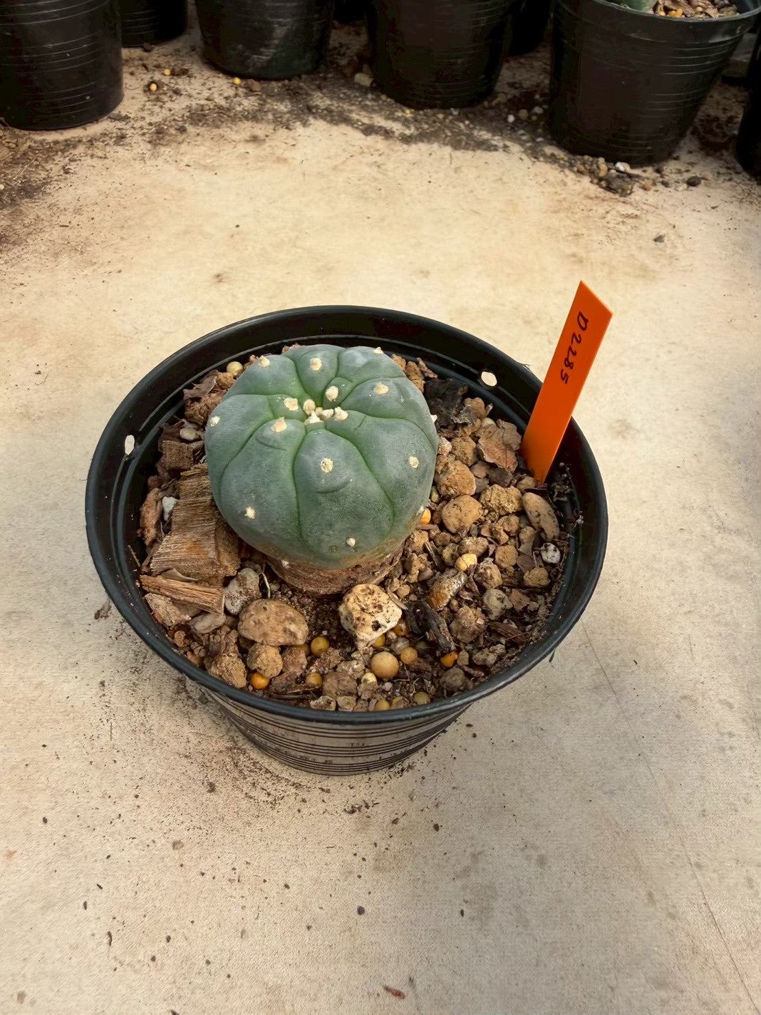 Lophophora williamsii – Peyote Cactus (Seed Grown, 3-3.5 cm, Own Root) 12 years old
