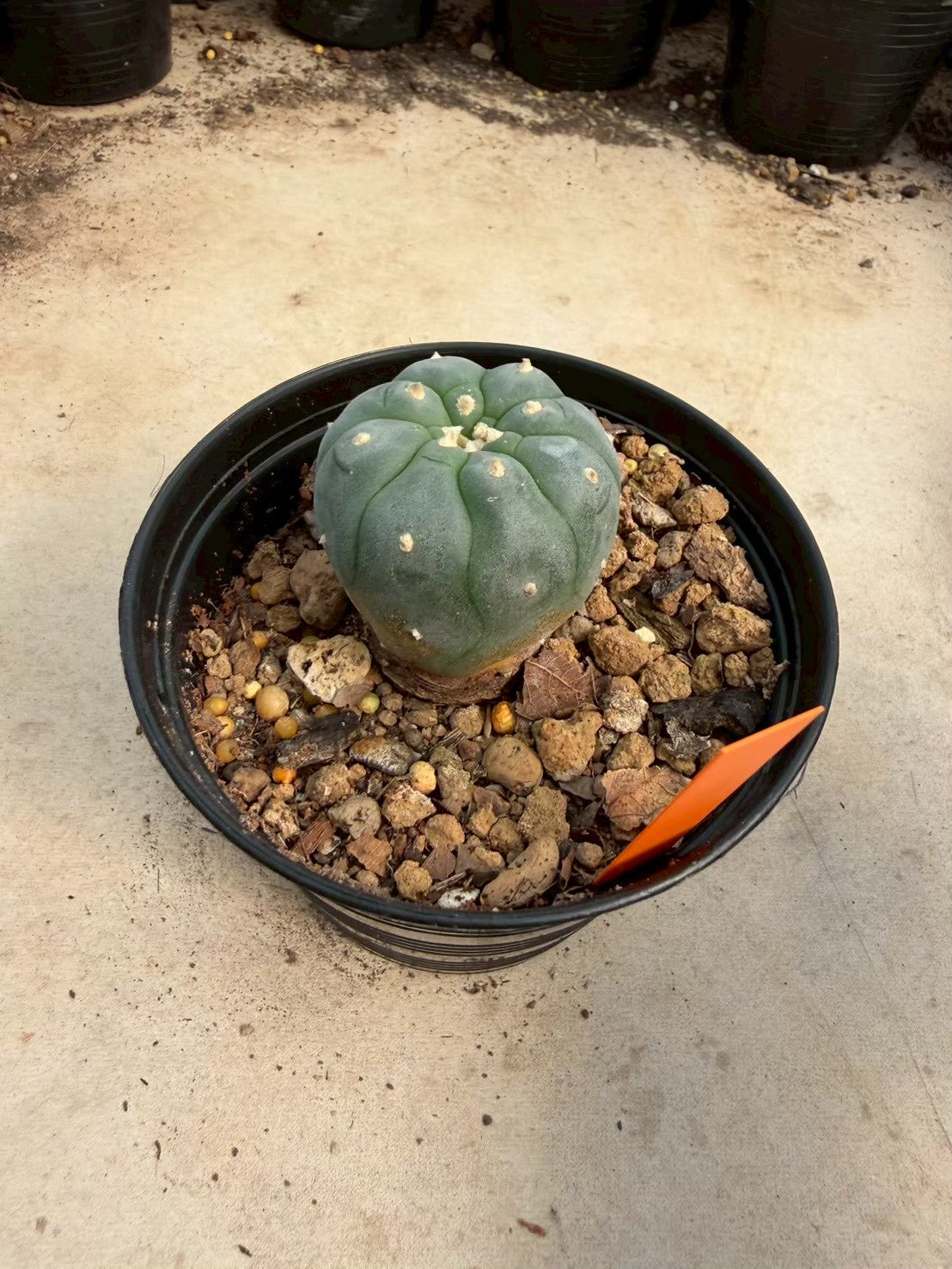 Lophophora williamsii – Peyote Cactus (Seed Grown, 3-3.5 cm, Own Root) 12 years old
