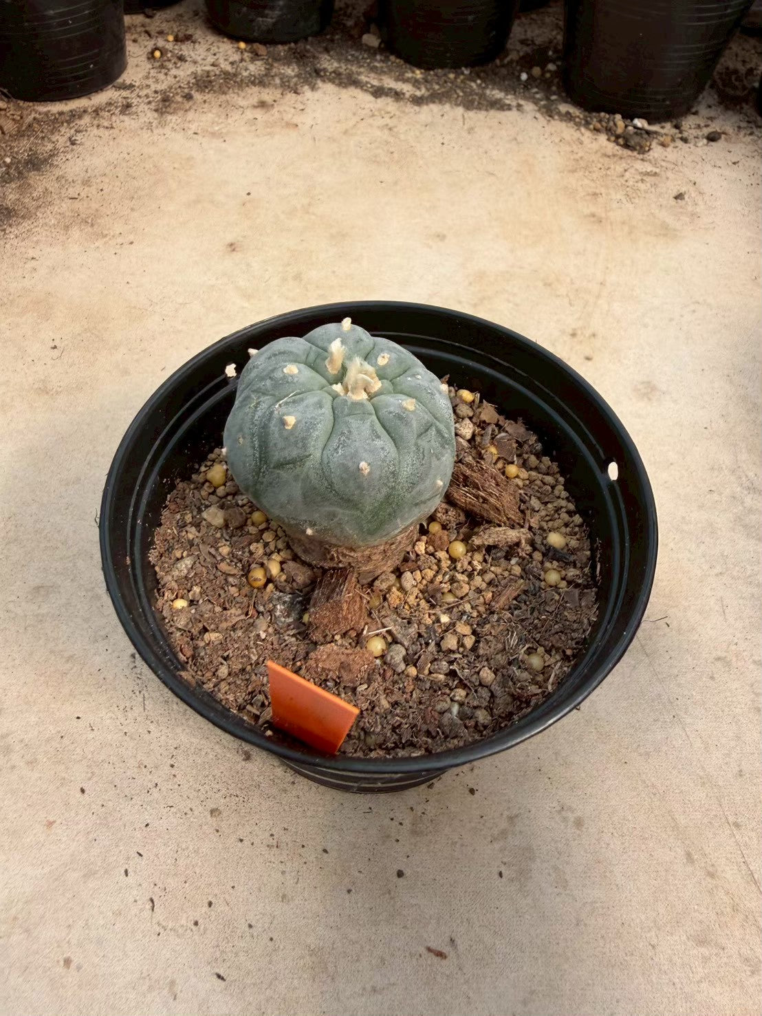 Lophophora williamsii – Peyote Cactus (Seed Grown, 3-3.5 cm, Own Root) 12 years old