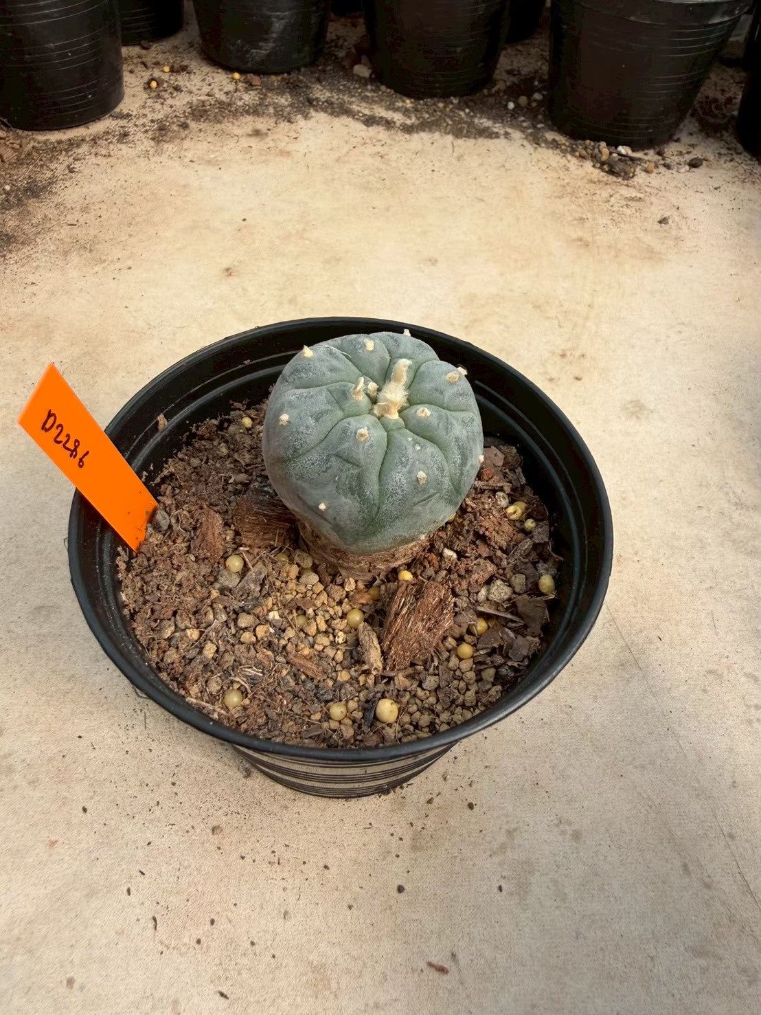 Lophophora williamsii – Peyote Cactus (Seed Grown, 3-3.5 cm, Own Root) 12 years old