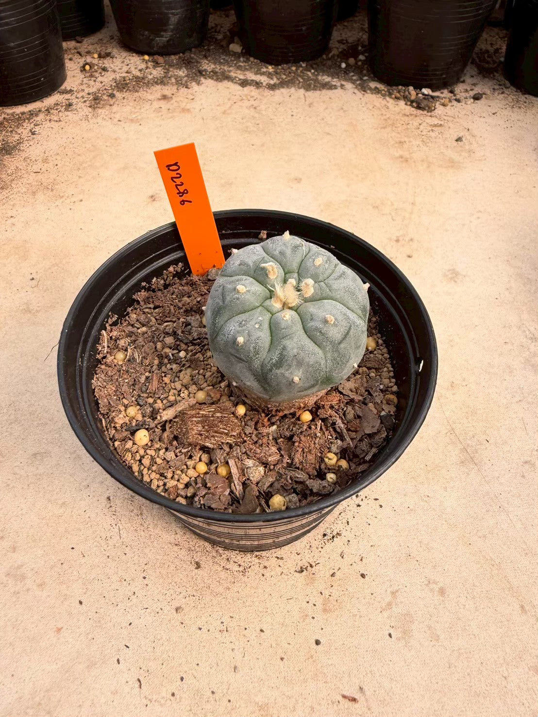 Lophophora williamsii – Peyote Cactus (Seed Grown, 3-3.5 cm, Own Root) 12 years old