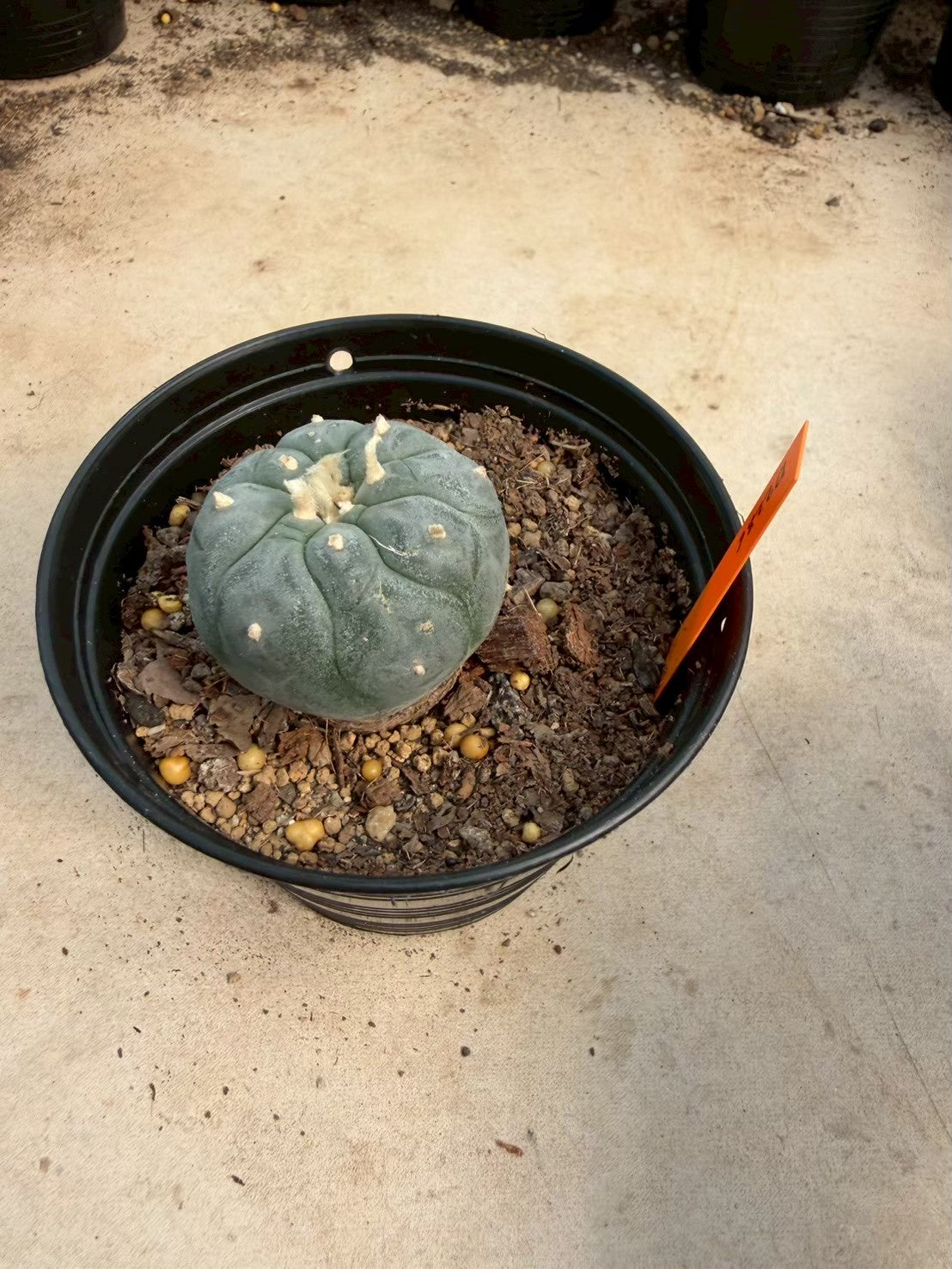 Lophophora williamsii – Peyote Cactus (Seed Grown, 3-3.5 cm, Own Root) 12 years old