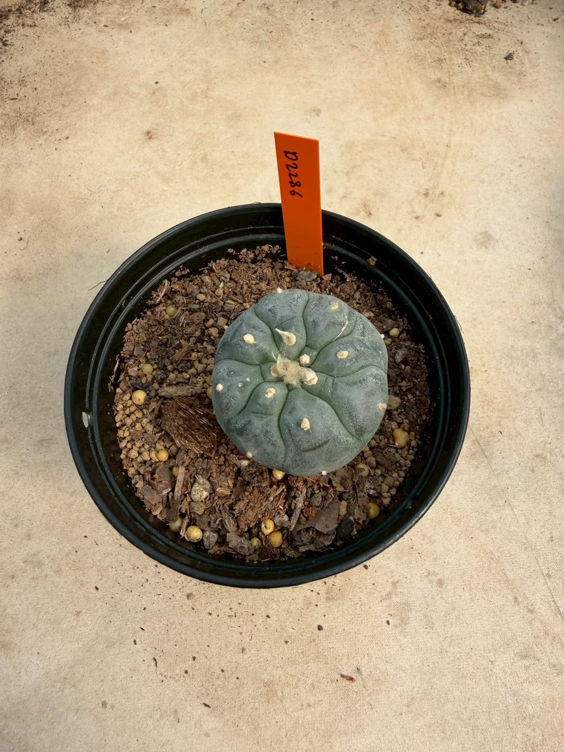 Lophophora williamsii – Peyote Cactus (Seed Grown, 3-3.5 cm, Own Root) 12 years old