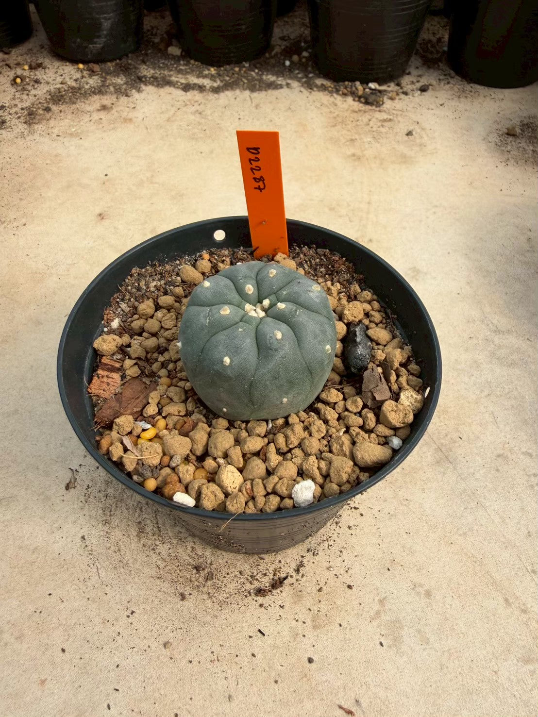 Lophophora williamsii – Peyote Cactus (Seed Grown, 3-3.5 cm, Own Root) 12 years old