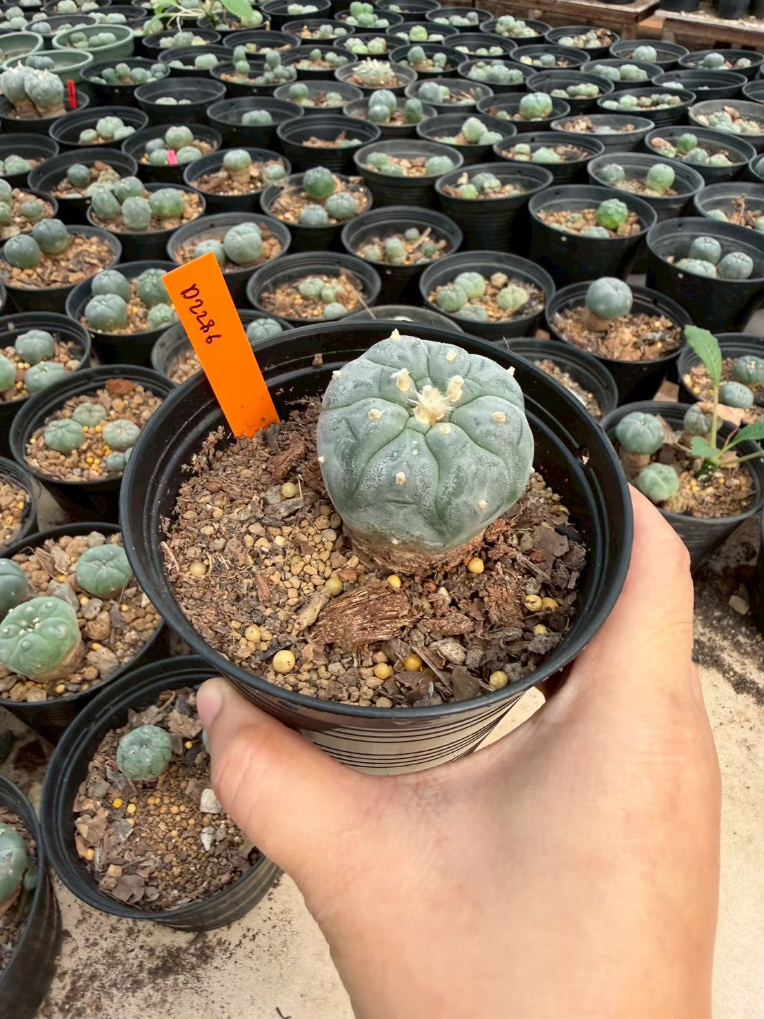 Lophophora williamsii – Peyote Cactus (Seed Grown, 3-3.5 cm, Own Root) 12 years old