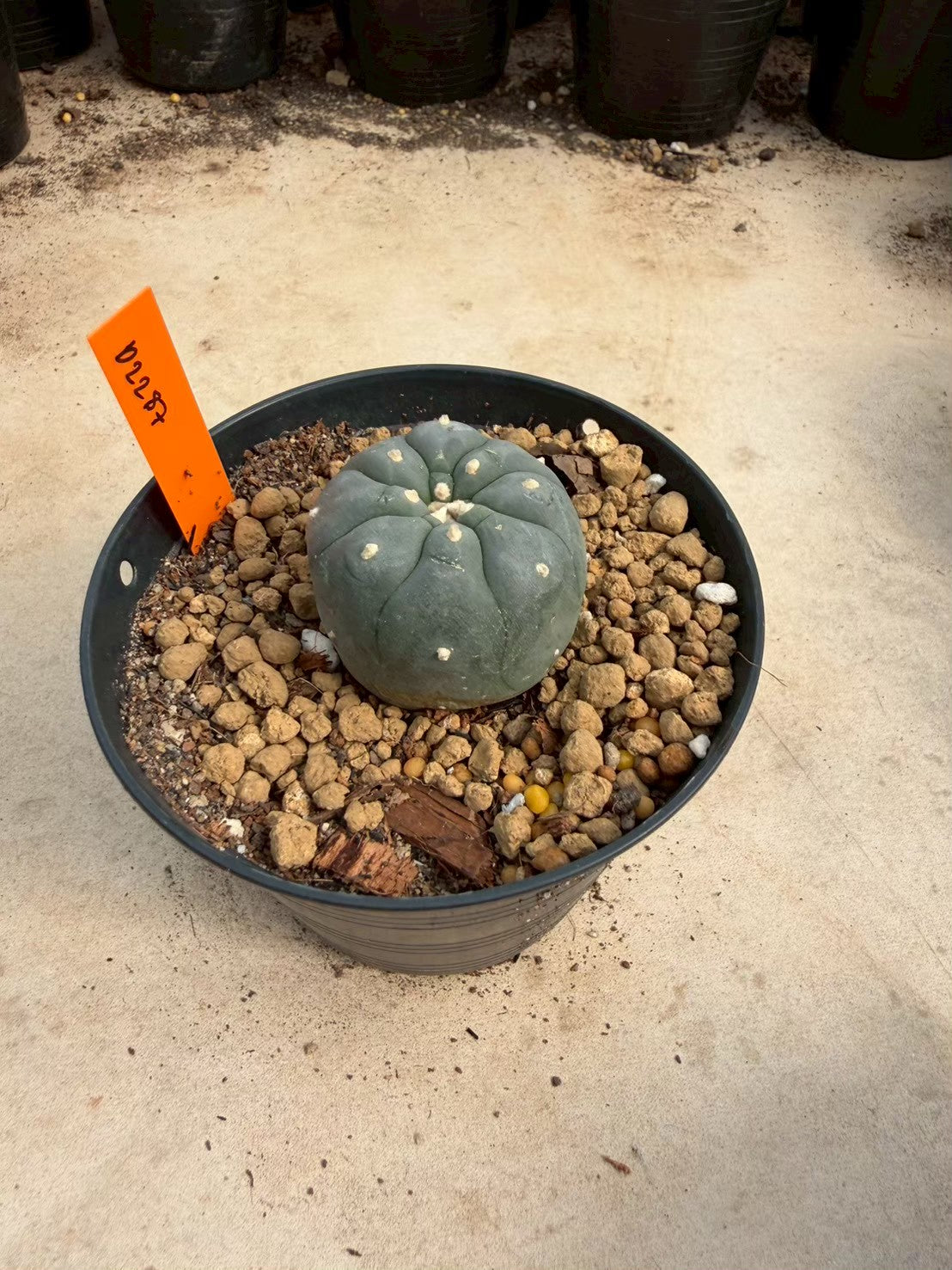Lophophora williamsii – Peyote Cactus (Seed Grown, 3-3.5 cm, Own Root) 12 years old