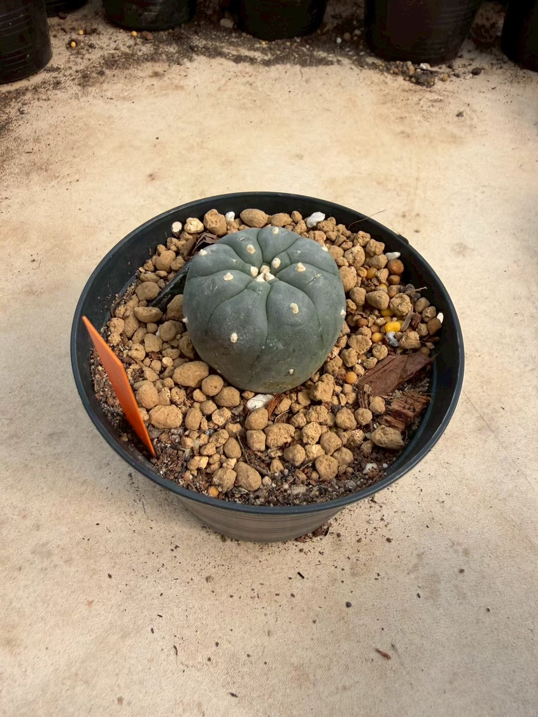 Lophophora williamsii – Peyote Cactus (Seed Grown, 3-3.5 cm, Own Root) 12 years old