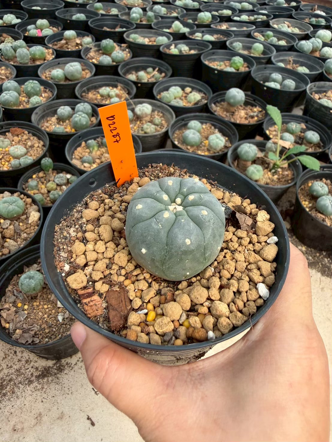 Lophophora williamsii – Peyote Cactus (Seed Grown, 3-3.5 cm, Own Root) 12 years old
