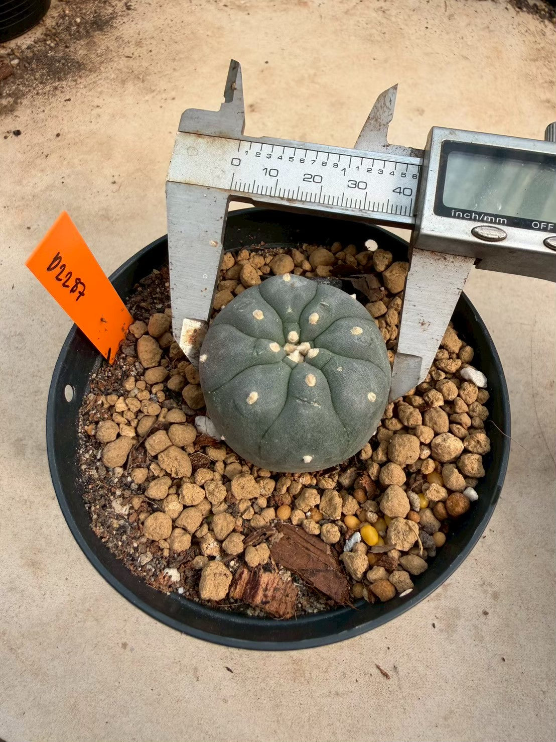 Lophophora williamsii – Peyote Cactus (Seed Grown, 3-3.5 cm, Own Root) 12 years old