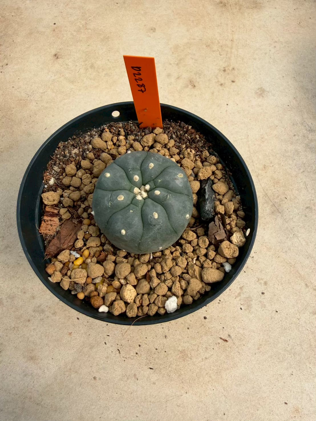 Lophophora williamsii – Peyote Cactus (Seed Grown, 3-3.5 cm, Own Root) 12 years old