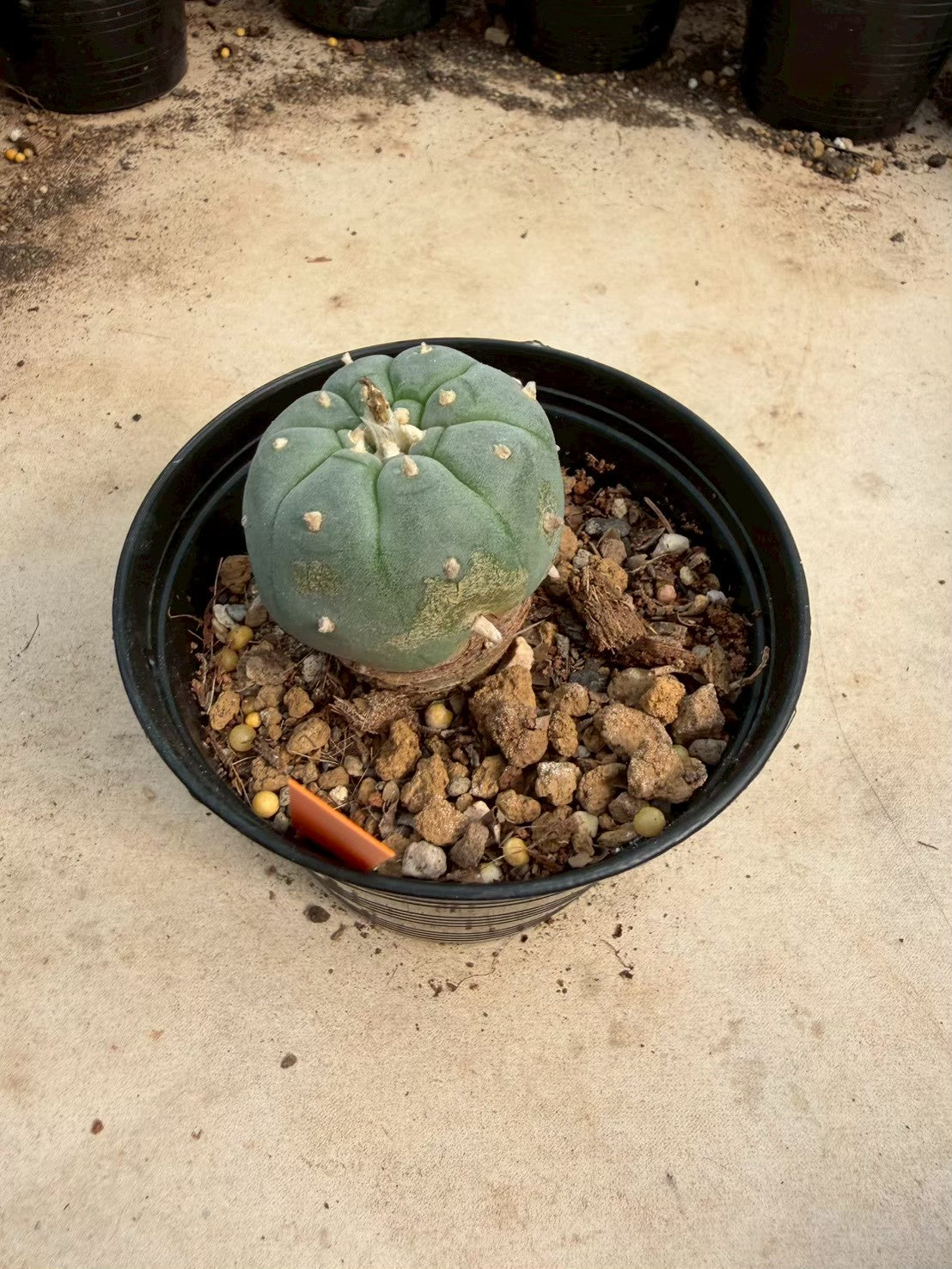 Lophophora williamsii – Peyote Cactus (Seed Grown, 3-3.5 cm, Own Root) 12 years old