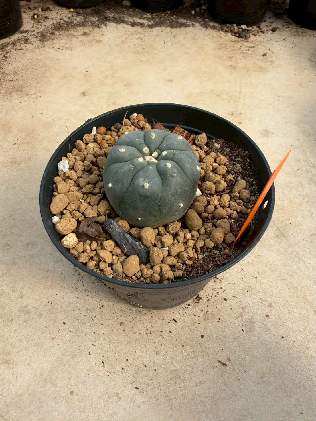 Lophophora williamsii – Peyote Cactus (Seed Grown, 3-3.5 cm, Own Root) 12 years old