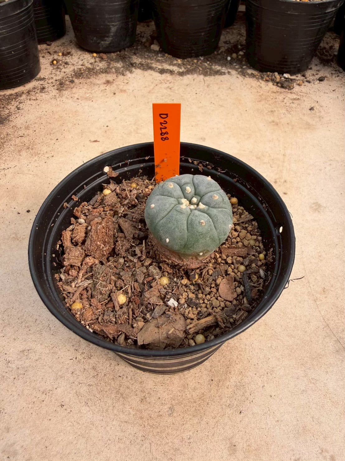 Lophophora williamsii – Peyote Cactus (Seed Grown, 3-3.5 cm, Own Root) 12 years old