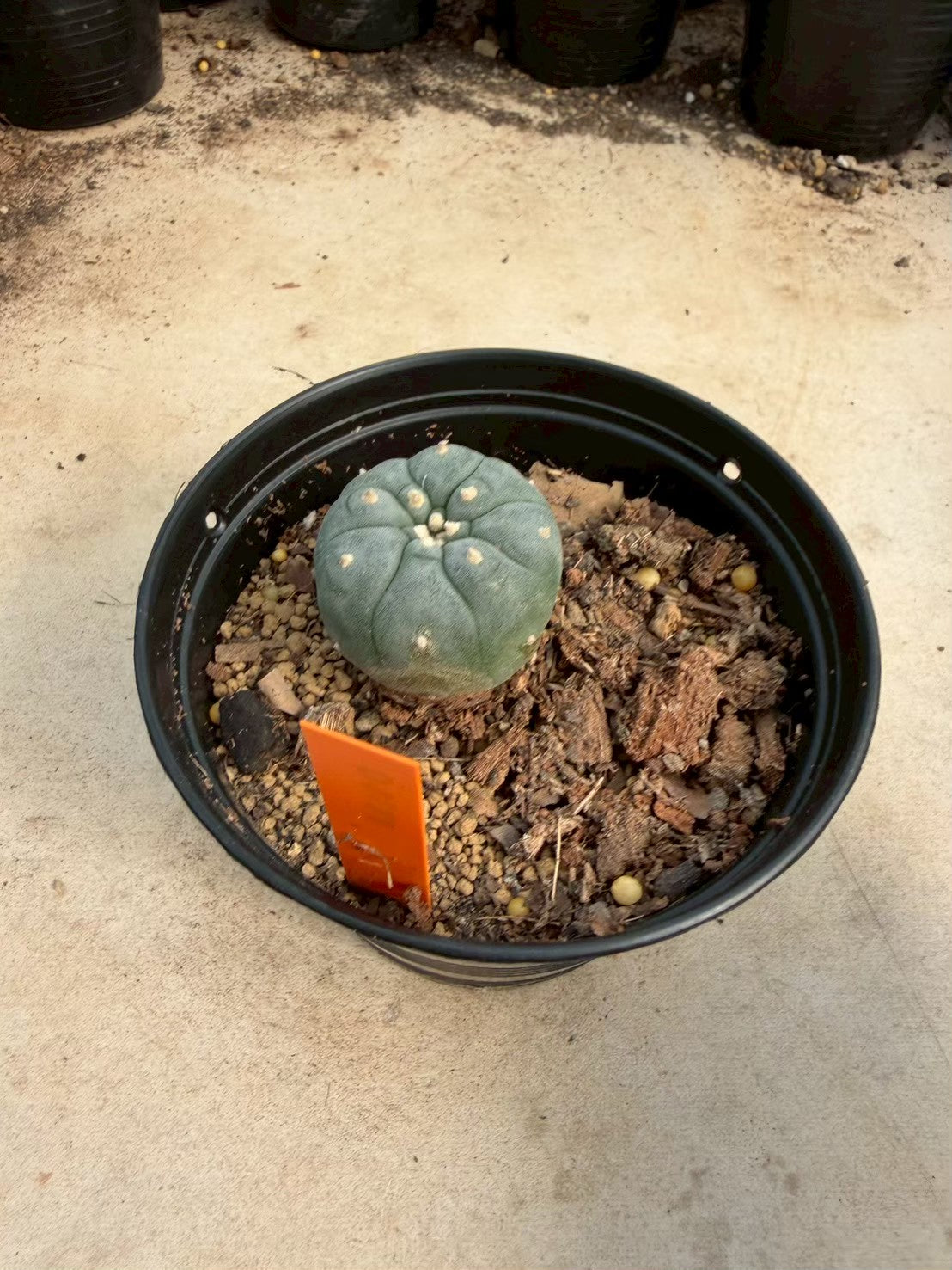 Lophophora williamsii – Peyote Cactus (Seed Grown, 3-3.5 cm, Own Root) 12 years old