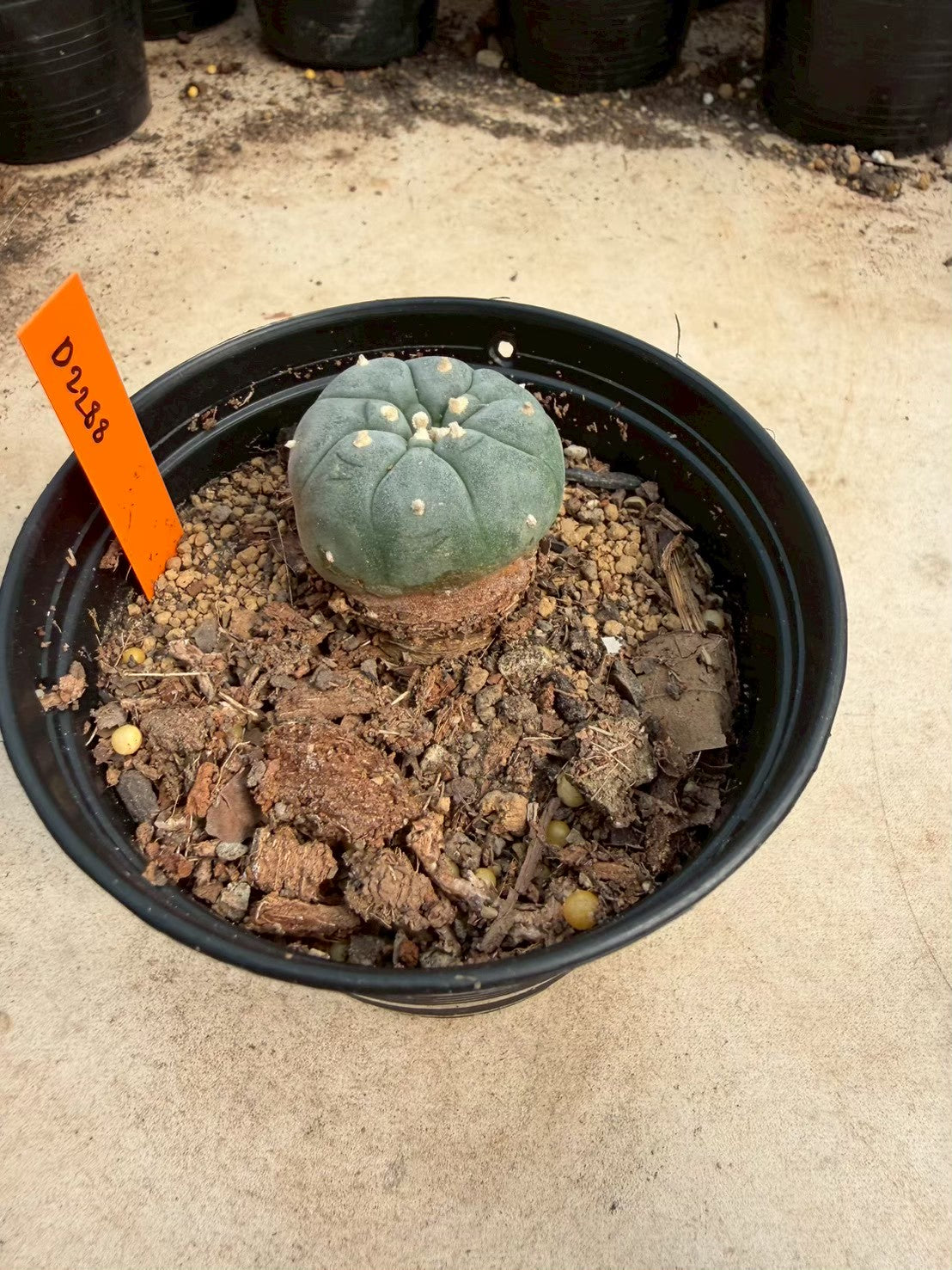 Lophophora williamsii – Peyote Cactus (Seed Grown, 3-3.5 cm, Own Root) 12 years old